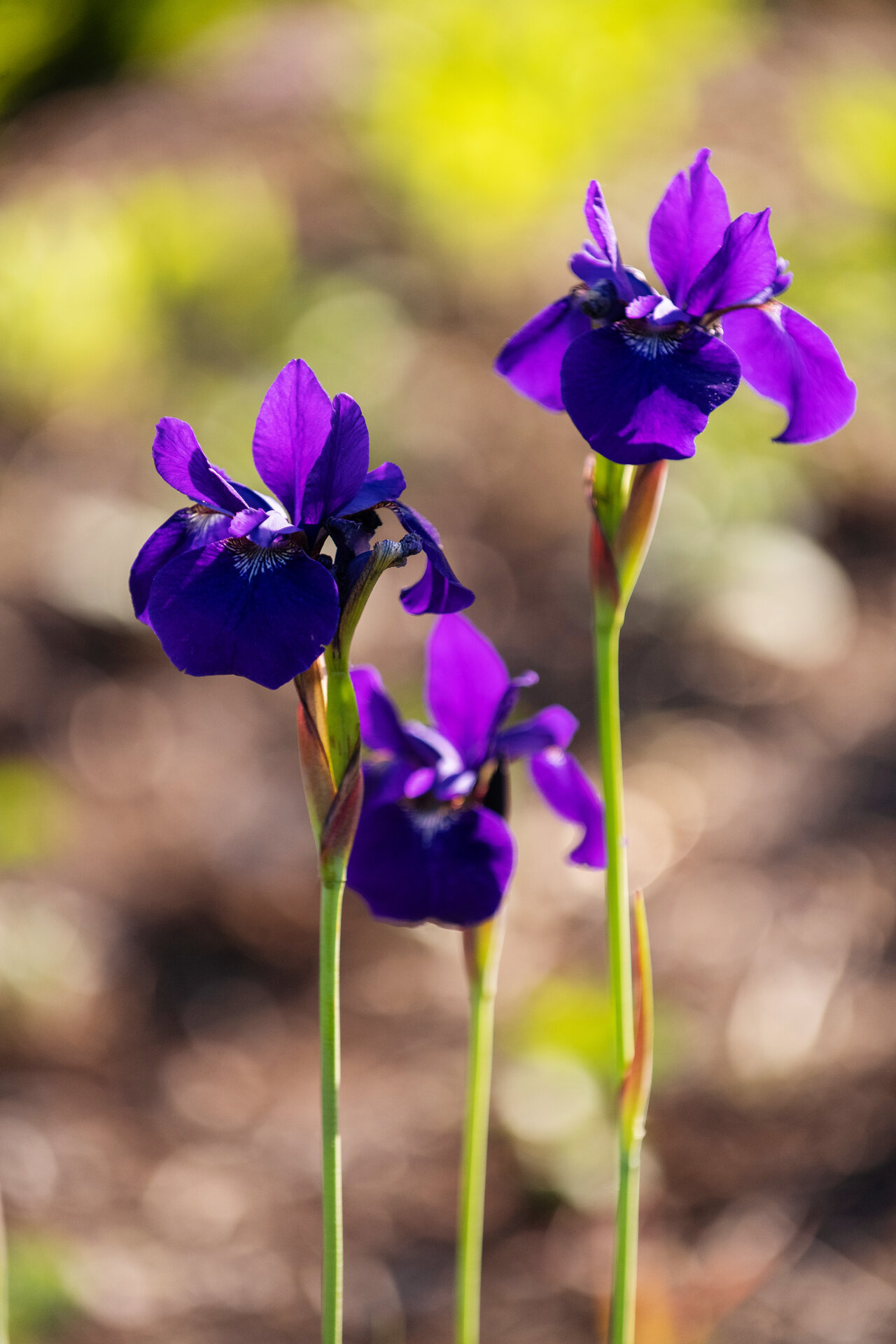 Iris sibirica 'Caesar's Brother'